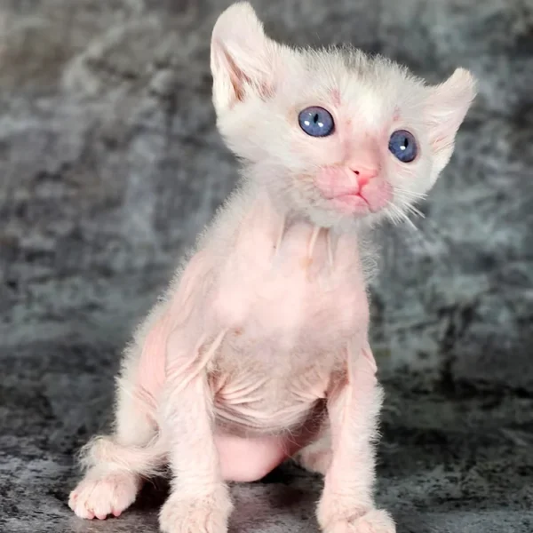 178 Tiffany (R) purebred Lycurl female kitten