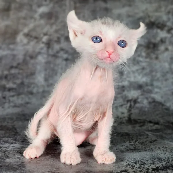 178 Tiffany (R) purebred Lycurl female kitten