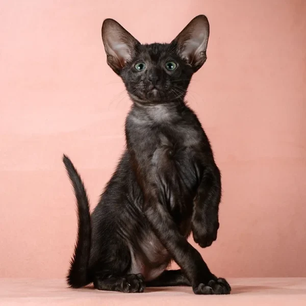 147 Bruce (R) Oriental male kitten