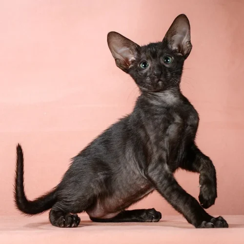 147 Bruce (R) Oriental male kitten