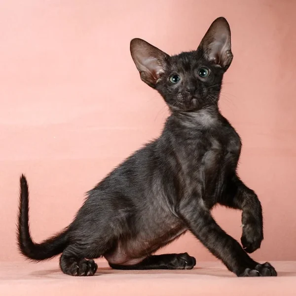 147 Bruce (R) Oriental male kitten