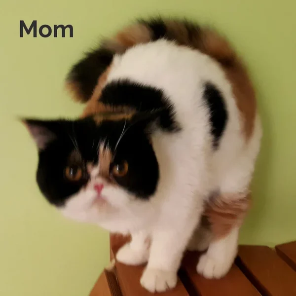 082 Anna's (R) Munchkin shorthair female kitten