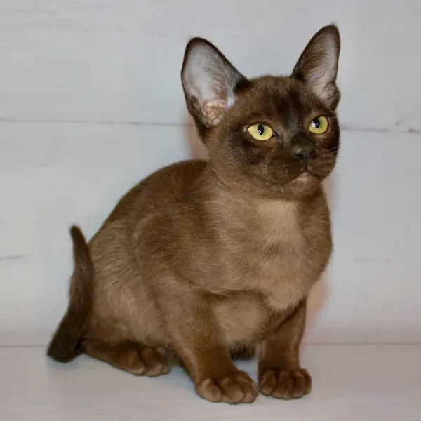 037 Ride (U) Burmese male kitten