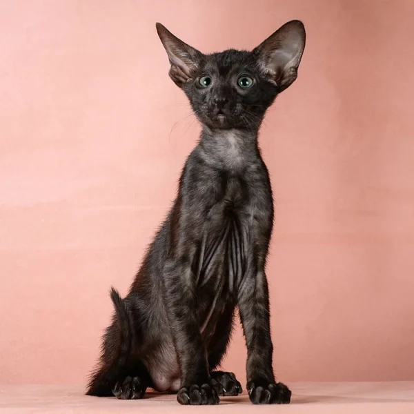 147 Bruce (R) Oriental male kitten