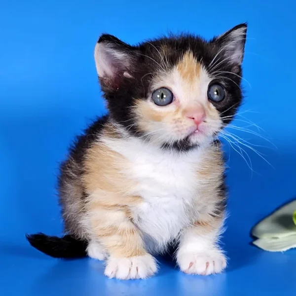 082 Anna's (R) Munchkin shorthair female kitten