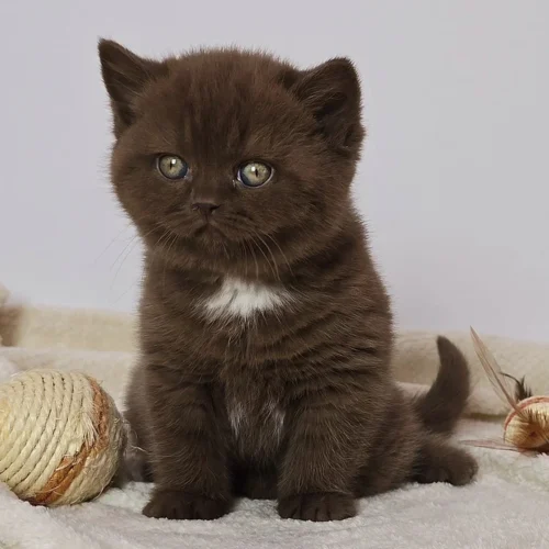 155 Cindy (PL) British shorthair female kitten