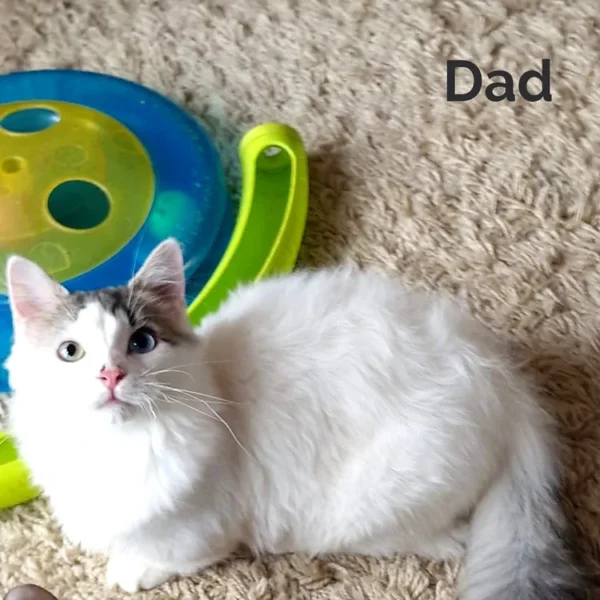 082 Anna's (R) Munchkin shorthair female kitten