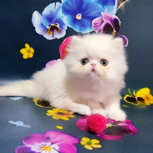 008 Luntik (U) Persian longhair male kitten