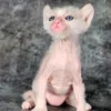 178 Tiffany (R) purebred Lycurl female kitten