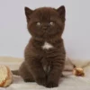 155 Cindy (PL) British shorthair female kitten
