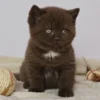 155 Cindy (PL) British shorthair female kitten