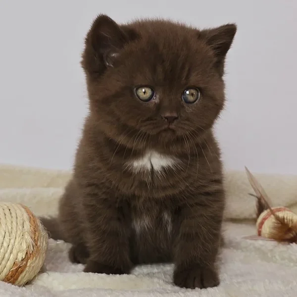 155 Cindy (PL) British shorthair female kitten