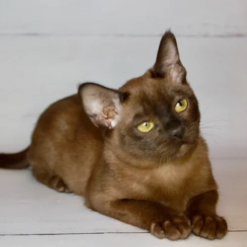 037 Ride (U) Burmese male kitten