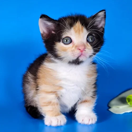 082 Anna's (R) Munchkin shorthair female kitten