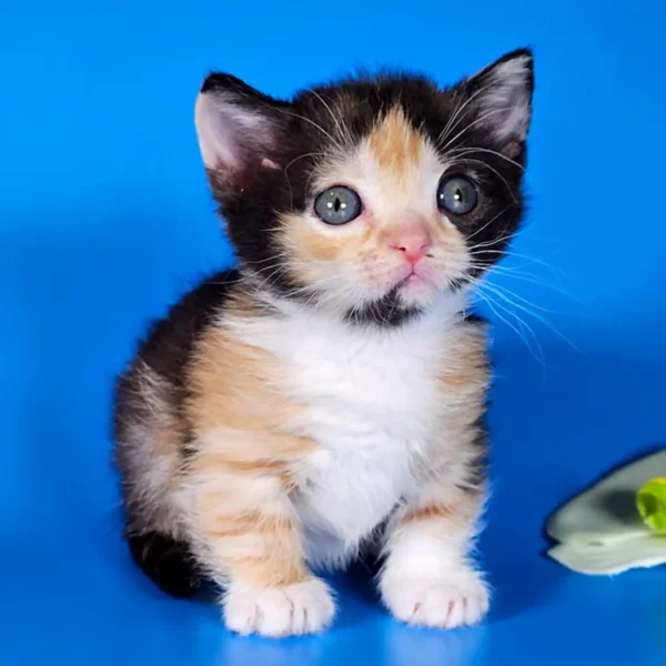 082 Anna's (R) Munchkin shorthair female kitten