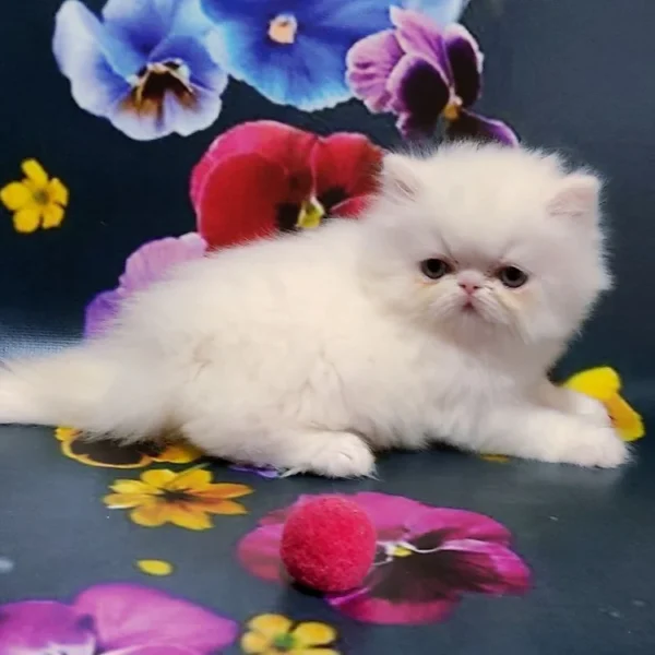 008 Luntik (U) Persian longhair male kitten