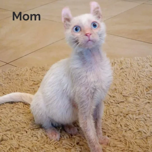 178 Tiffany (R) purebred Lycurl female kitten