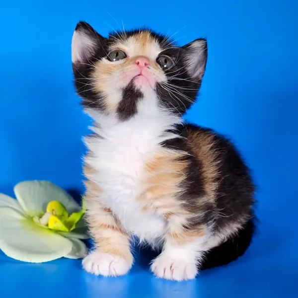 082 Anna's (R) Munchkin shorthair female kitten