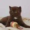 155 Cindy (PL) British shorthair female kitten