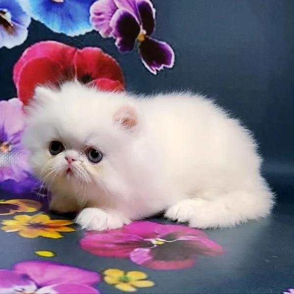 008 Luntik (U) Persian longhair male kitten