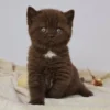 155 Cindy (PL) British shorthair female kitten