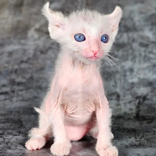 178 Tiffany (R) purebred Lycurl female kitten