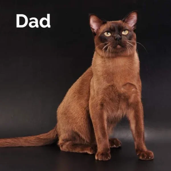 037 Ride (U) Burmese male kitten