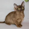 037 Ride (U) Burmese male kitten