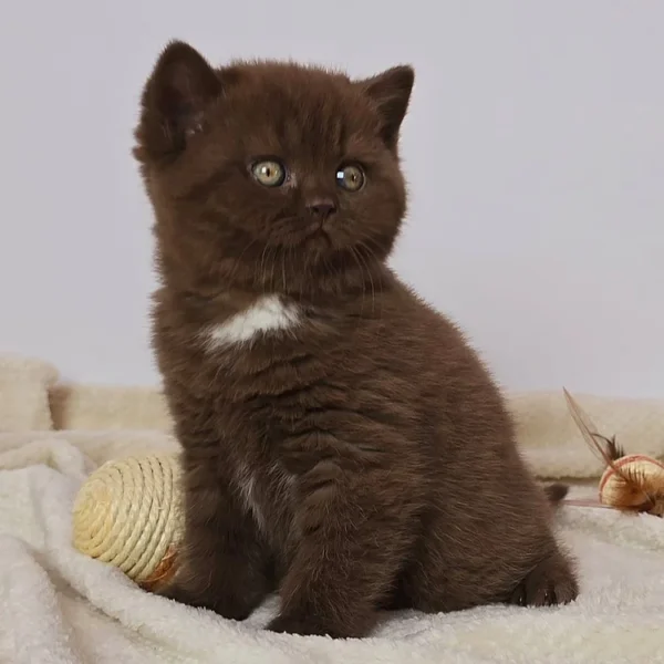 155 Cindy (PL) British shorthair female kitten