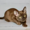 037 Ride (U) Burmese male kitten
