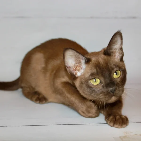 037 Ride (U) Burmese male kitten