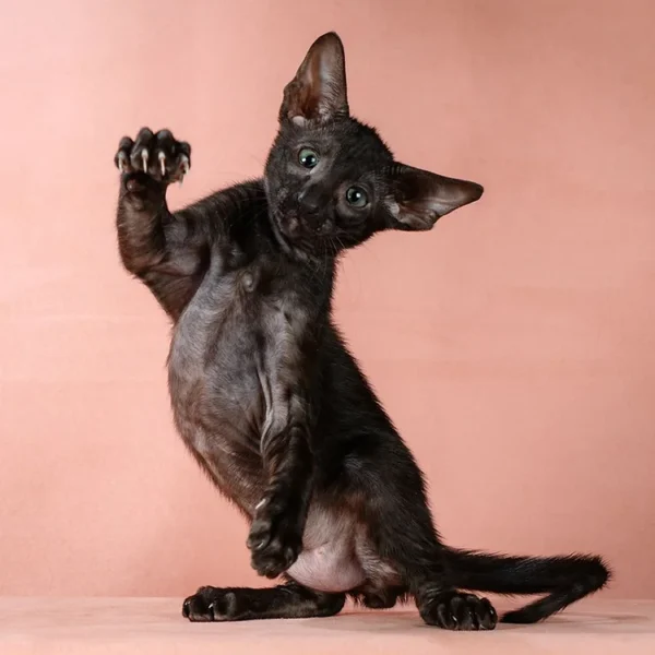 147 Bruce (R) Oriental male kitten