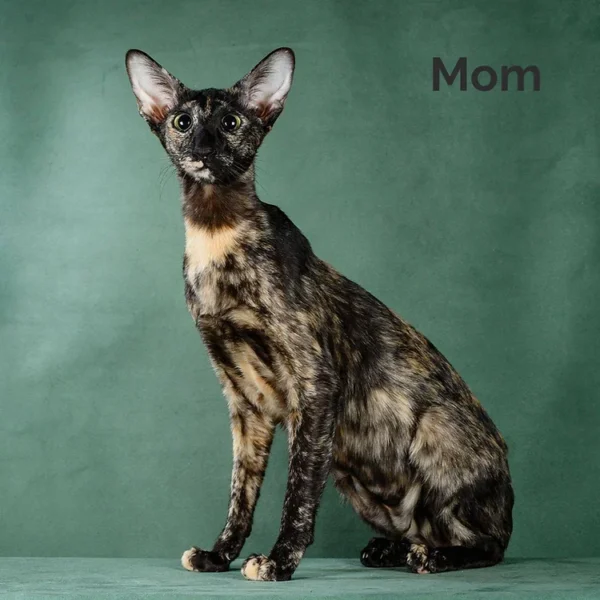 147 Bruce (R) Oriental male kitten