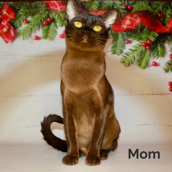 037 Ride (U) Burmese male kitten