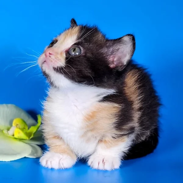 082 Anna's (R) Munchkin shorthair female kitten