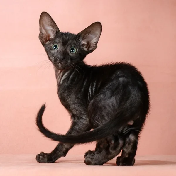147 Bruce (R) Oriental male kitten