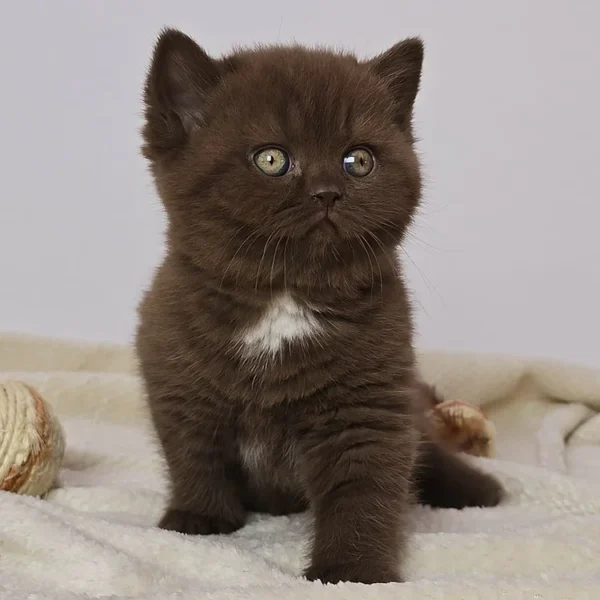 155 Cindy (PL) British shorthair female kitten